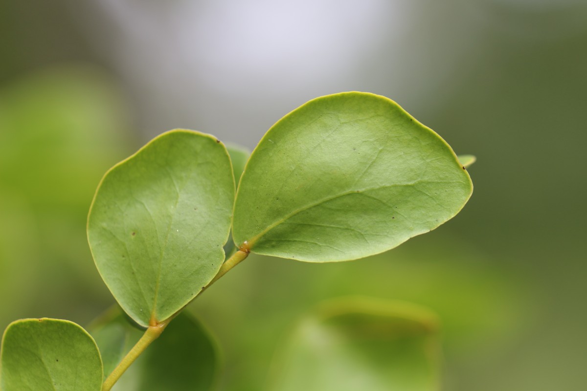 Guaiacum officinale L.